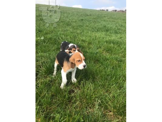 Πανέμορφα κουτάβια Beagle.